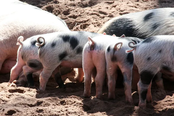 Rubrik_Tierschutz_Ferkel_c.Pixabay_animal-536543_1920